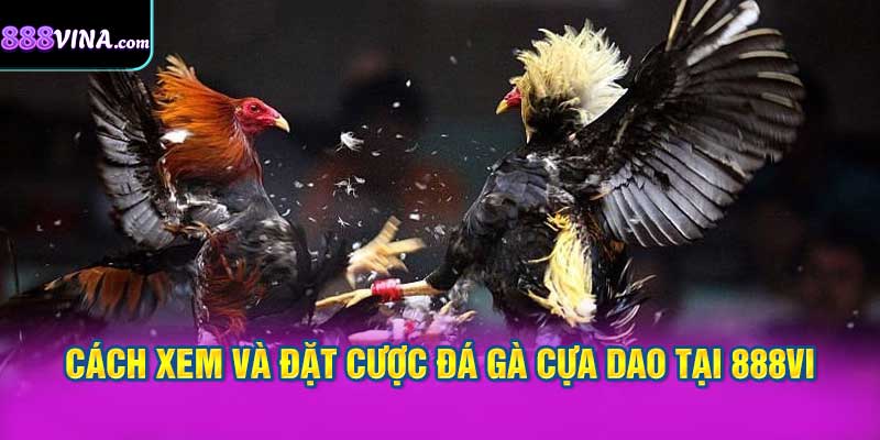 Kinh Nghiệm Cược Đá Gà Cựa Dao Hiệu Quả Tại 888vi