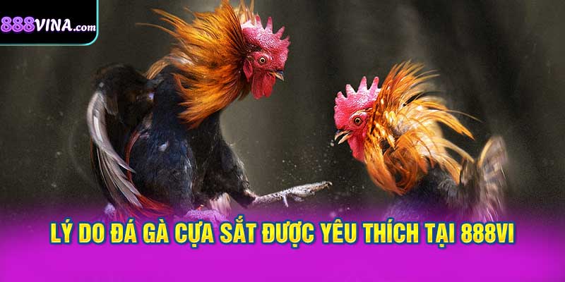 Lý Do Đá Gà Cựa Sắt Được Yêu Thích Tại 888vi