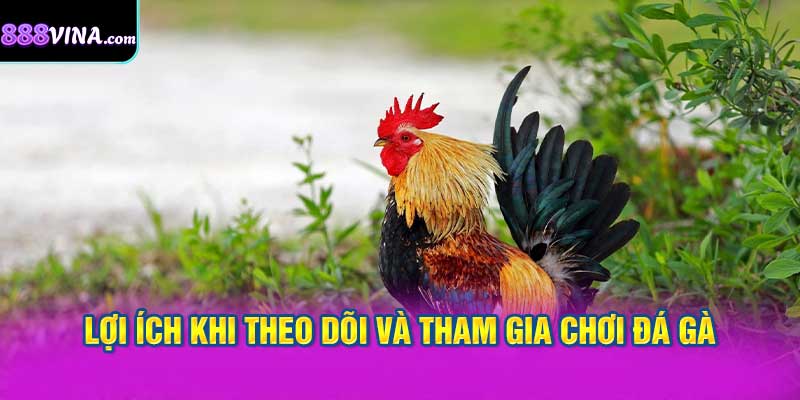 Lợi Ích Khi Theo Dõi và Tham Gia Chơi Đá Gà